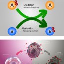 주식회사 씨디바이오 이미지