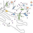 Dysfunction of Mitochondrial Ca2+ Regulatory Machineries in Brain Aging and 이미지