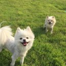 두푸딩하우스 이미지