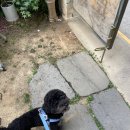 펫트리멍 | 수원애견미용 탑동 펫트리멍 푸들 미용 내돈내산 후기!