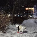 쵸쵸 이미지