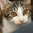 오즈동물병원 이미지