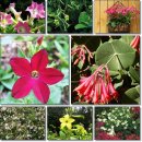 8월29일 꽃담배(Flowering Tabacco Plant) [경술국치일(庚戌國恥日)] 이미지