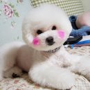 까까줄개 이미지