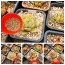 시온농약친환경자재 | 친환경 토양살충제 스위퍼와 스위핑 - 살충과 살균을 동시에