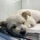 더엘동물의료센터 이미지