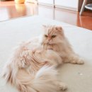 주식회사 픽셀소프트 | 캐논 EOS M50 Mark2 여행 브이로그카메라 실 사용기