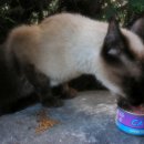 낼름&애견샵 이미지