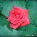 김희갑악단 이미지