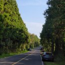 대유목장 | 제주고사리 꺾기 체험 후기: 고사리 꺾기의 모든 것.