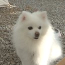 몬테비얀코 네이버블로그