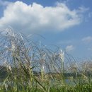 화원유원지 이미지