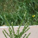 금산인삼국제시장 이미지