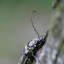 장수하늘소 이미지