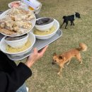 정남슈퍼 | 정남펀랜드 쟁반에 짜장면 배달오는 화성 애견운동장! 애견동반 당일치기 여행