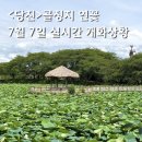 어울린미술공간 | 당진 골정지 연꽃 명소 7월 7일 개화 상황과 주차정보