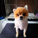 엘제이펫 이미지