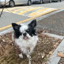 한성자동차㈜대전유성서비스센터 | 대전 한성자동차 벤츠 유성서비스센터 정기점검 예약강아지랑 방문 후기