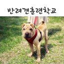 파트라슈반려견학교 이미지
