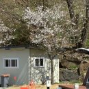[충남천안] 애견동반 / 아이동반 추천 / 사진맛집 광덕 &#39;서리실힐링가족캠핑장&#39;