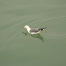 명품 갈매기 이미지