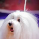 하트 멜로디 이미지