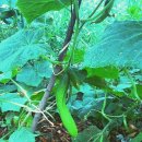 구름발치 이미지