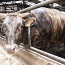 토종한우영농조합법인 이미지