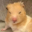 (주)미유팜 | 일본에도 가을이 오다🍂