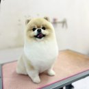 스타덤 펫살롱 이미지