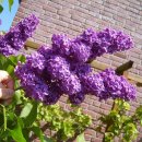 추억향기 이미지