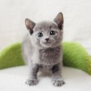 분당고양이분양 나비캣 이미지