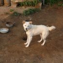 땡칠이 민박 Daum카페