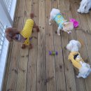 남창애견 이미지