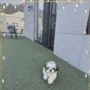 애견천국 이미지