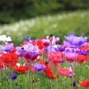 정희농장 이미지