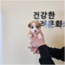 라이프독강아지고양이