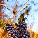 오가피열매가 익어가내요ᆢ 이미지