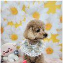 오늘도 예쁘개 이미지