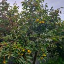 해용농장 이미지