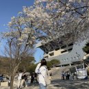 라이언스짐 | 삼성라이온즈파크 라팍 1루 스카이상단지정석 U-1구역 14열 시야 관람 직관 후기