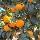 오가네 농장 이미지