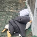 오리로9길6 이미지