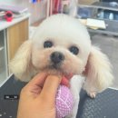국제애견미용학원