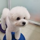 알로하 동물병원 이미지