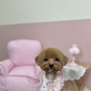 트리몽 이미지