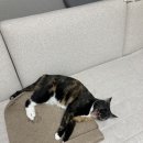 오수펫하우스 | 타마 올인원맥스 로봇청소기 카페트 회피 청소 잘하는 로청!! 내돈내산 리뷰