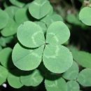 네잎클로버 이미지