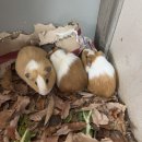 양도농장 이미지