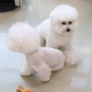 조선생 펫살롱 이미지